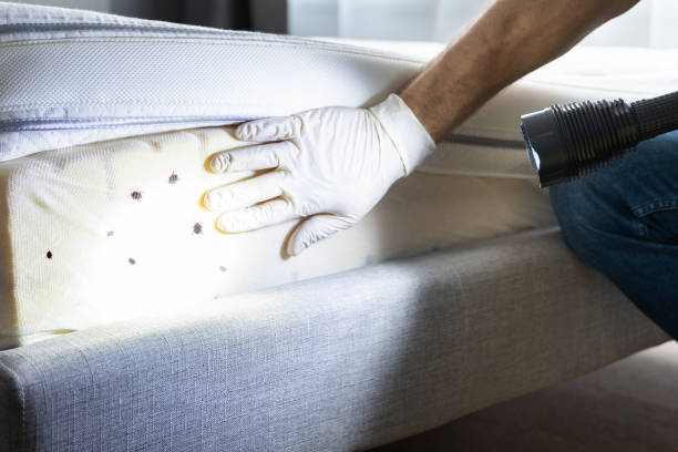 Best Termite Control Services  in Edburgh, IN